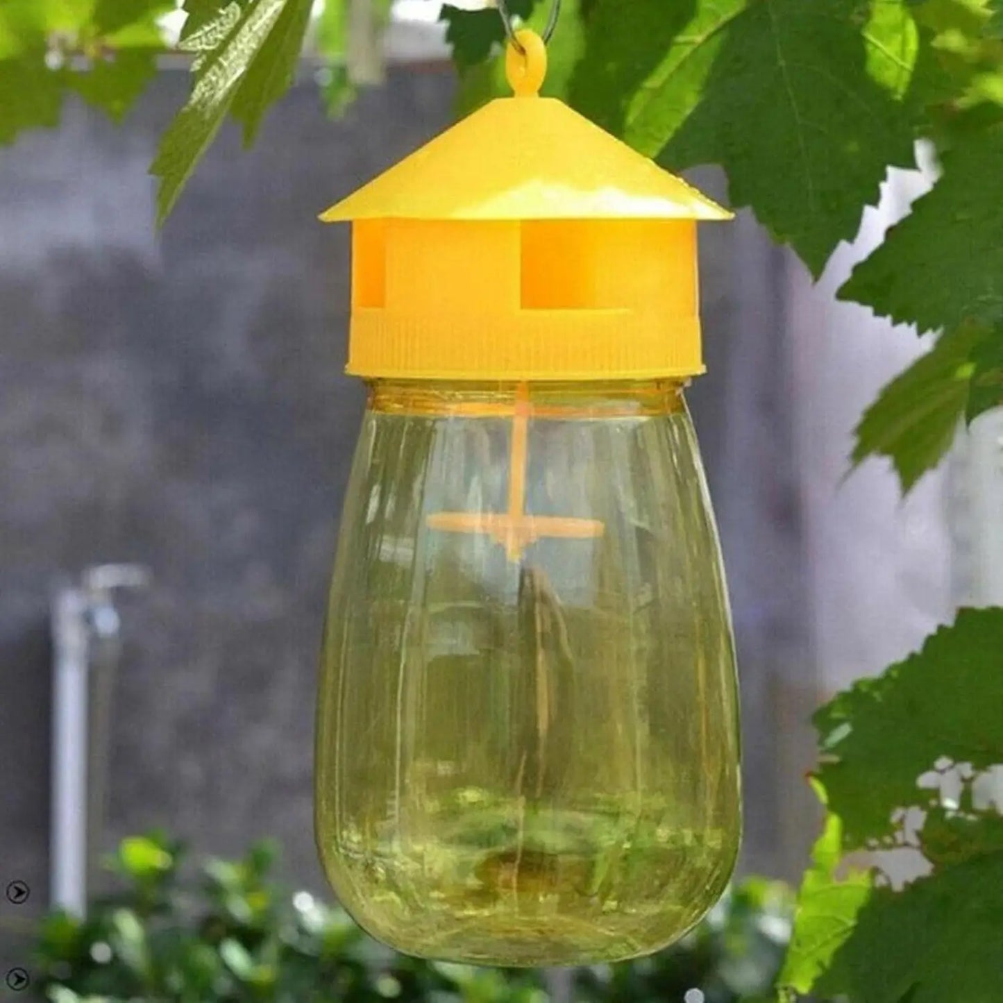 Fruit Fly Trap for Kitchen & Garden Pest Control